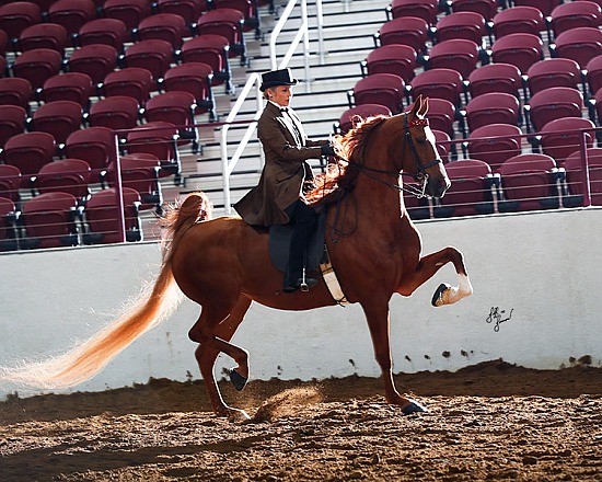2021 ASHAM Fall Show