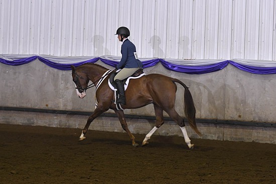 Sport Horse Under Saddle