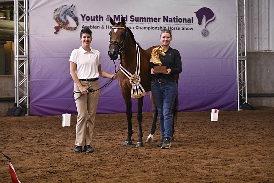 Sport Horse In Hand