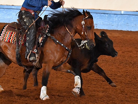 PB & HA Reined Cow Horse