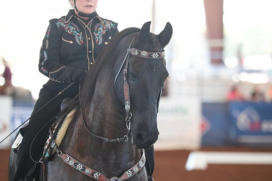 Horse Number 688 - 900