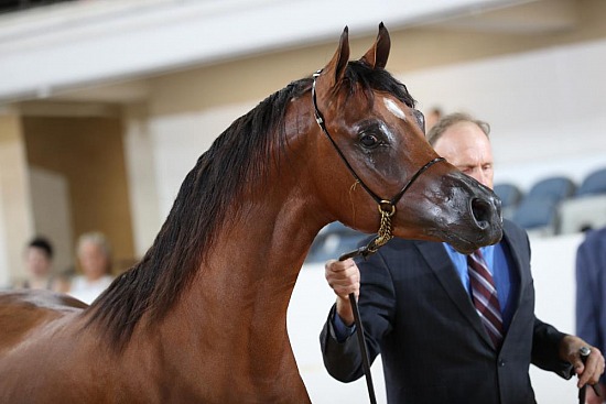 PB Halter