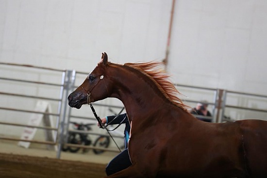 PB Halter